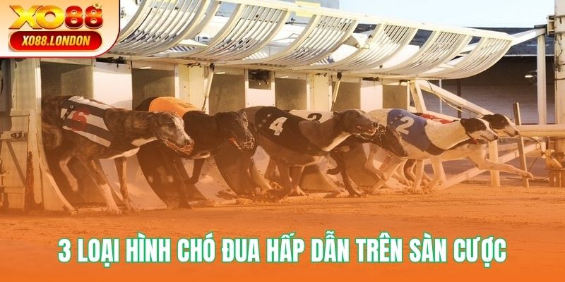 3 loại hình đua chó hấp dẫn trên sàn cược