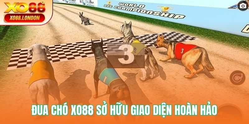 Đua chó XO88 sở hữu giao diện hoàn hảo