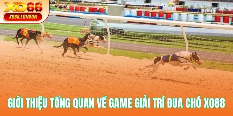 Giới thiệu tổng quan về game giải trí đua chó XO88