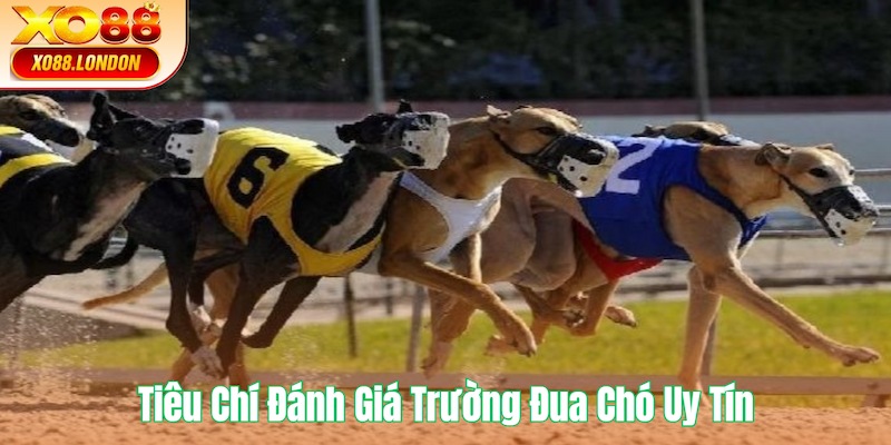 Tiêu chí đánh giá Trường đua chó uy tín
