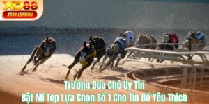 Trường Đua Chó Uy Tín tại XO88